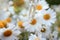 Drop of chamomile cosmetic oil flows from the pipette on a background of white medicinal flowers