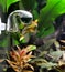 Drop checker with aquarium plants