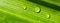 Drop of dew on Green Pandan leaf, Banner for ecology and sustainability