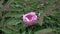 A drop of dew on a pink peony flower blooming on a bush close-up with green leaves, shooting in the summer in cloudy