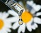 A drop of fragrant chamomile oil drops from a glass pipette on a