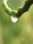 A drop of life