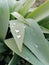 A drop of moisture on the leaves of a tulip.