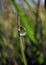 A drop of morning dew on a lone stalk of grass