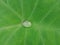 A drop of morning dew on a taro leaf