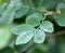 Drop of morning rain on rosehip leaf