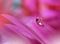 Drop on purple background closeup. Tranquil abstract art photography. Print for Wallpaper. Floral fantasy design.Beautiful Nature.