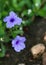 Drop of rain on the Blue Ruellia tuberosa flower