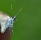 A drop of rain on the head of a colorful butterfly