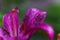 drop of rain on petal of purple Lilium, true lilies.