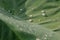 Drop of water on carbon leaf on a rainy day ,Soft focus ,Motion