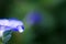 Drop of water on Dwarf morning glory flower