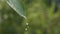 Drop of Water on a Green Leaf