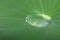Drop water on a leaf lotus