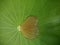 Drop of Water on Leaf, Sacred Lotus, nelumbo nucifera, Seam Reap Province, Cambodia