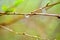 Drop of water on a macro branch