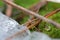 Drop of water on moss among conifer needles