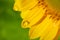 Drop of water on petal of sunflower in daylight, with nature background. Have text space.