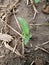 A drop of water on a sprout of grass right on my bed - an unusual find in the early morning!