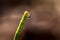 Drop of water at the top of a horsetail stem