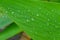 Droplet on fresh green leaf natural dewy background