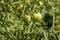 Droplet of morning dew on green tomatoes