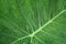 The droplet of water from raindrops on fresh green giant leaflet of Elephant ear plant`s leaf