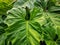 The droplet of water from raindrops on fresh green giant leaflet of Elephant ear plant`s leaf, cover on pattern of vein and skin