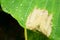 The droplet of water from raindrops on fresh green giant leaflet of Elephant ear plant`s leaf, cover on pattern of vein and skin