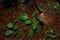 Droplets from the drip irrigation system used to water the young plants of  kitchen garden plants