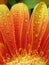 Droplets on gerbera