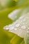 Droplets on a Ginkgo biloba