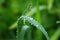 Droplets on green vegetation