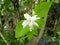 The droplets on the jasmine petal.