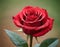 Droplets of Love: Rose Garden Elegance, generative ai