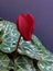 Droplets on Red Cyclamen Flower