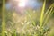 Droplets of water on blades of grass in sunshine and spider net