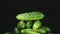 Droplets of water falling on a pile of whole green cucumbers. Slow motion.