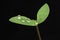 Droplets of water on leaf, flower reflection