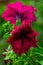 Droplets of water on a purple petunia flower