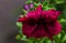 Droplets of water on a purple petunia flower