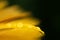 Droplets yellow petal