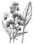 Dropmore Variety of Anchusa Italica vintage illustration