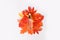 Dropper cosmetic oil bottle with autumn red leaves isolated on white background. Natural organic cosmetic, eco lotion, essence,