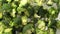 Dropping broccoli into water, a snapshot of the washing process. This footage resonates with the importance of food