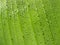 Drops on banana leaf