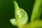 Drops of dew on the green grass. Raindrops on green leaves. Water drops. Macro photo