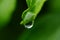 Drops of dew on the green grass. Raindrops on green leaves. Water drops. Macro photo