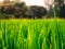 Drops of dew on a green paddy rice in the moring