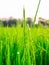 Drops of dew on a green paddy rice in the moring